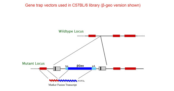 OmniBankII-vector-Copy-with-TEXT