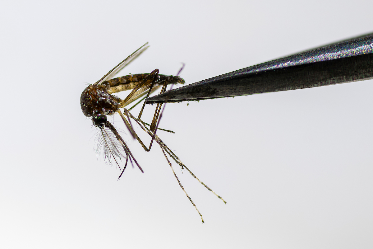 Mosquitoes