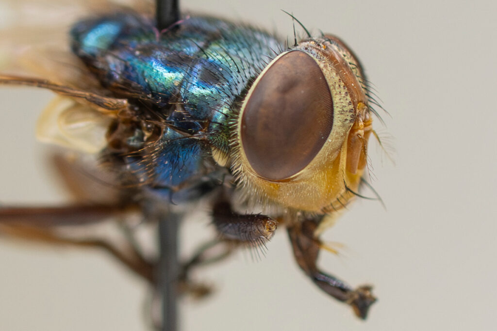 New World screwworm fly