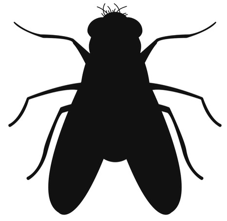 FLy Graphic