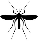 Mosquito graphic