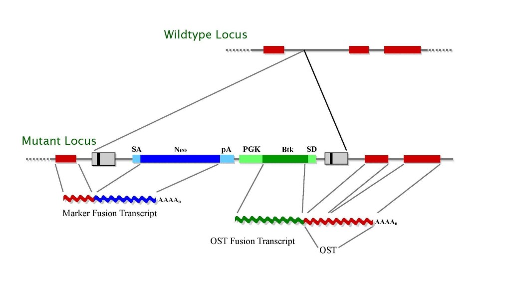Gene trap vectors used in 129SvEv library diagram, TIGM