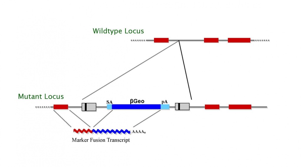 Gene trap vectors used in C57BL/6 library (β-geo version shown) diagram, TIGM