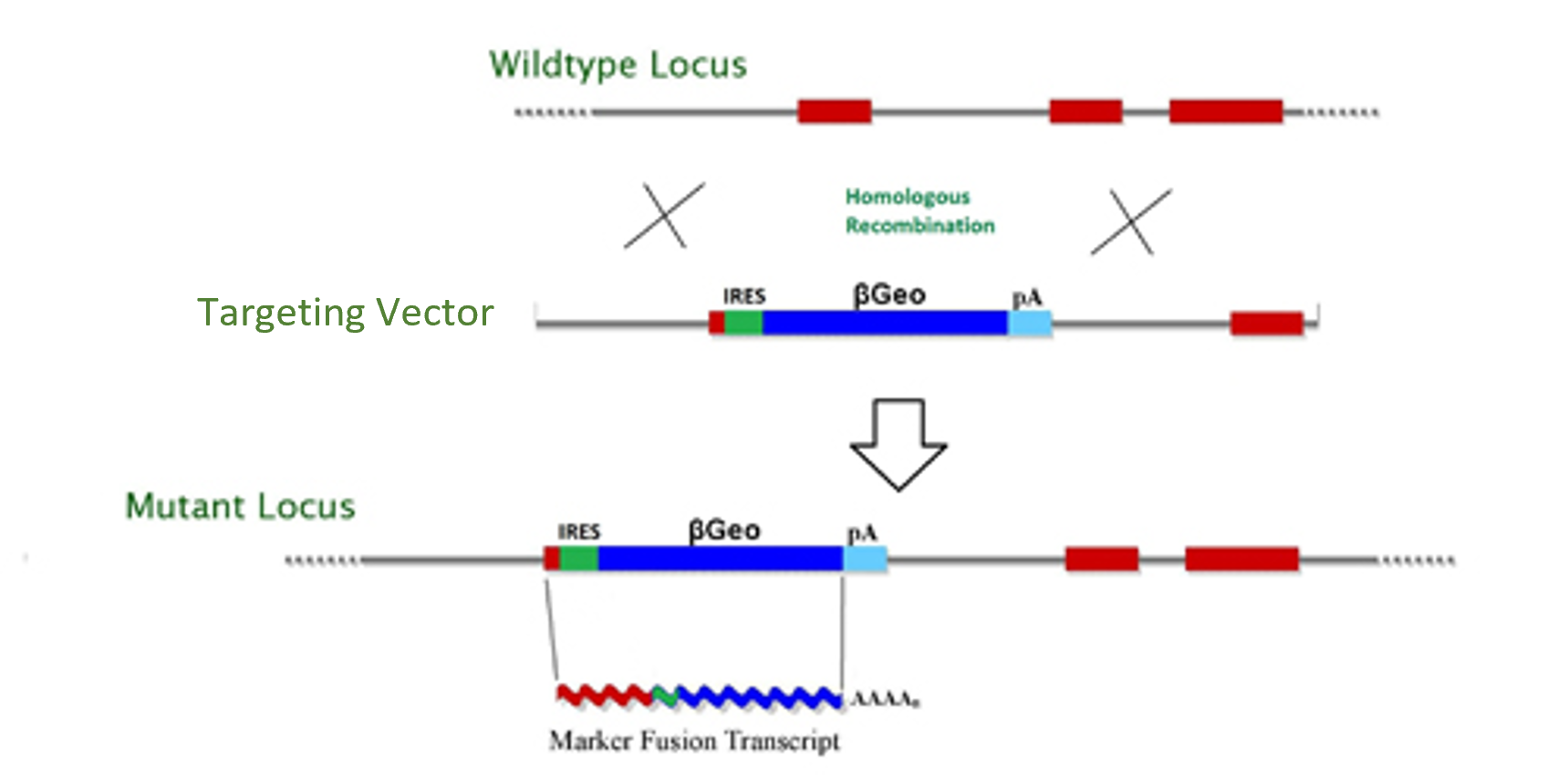 Gene targeting diagram, TIGM
